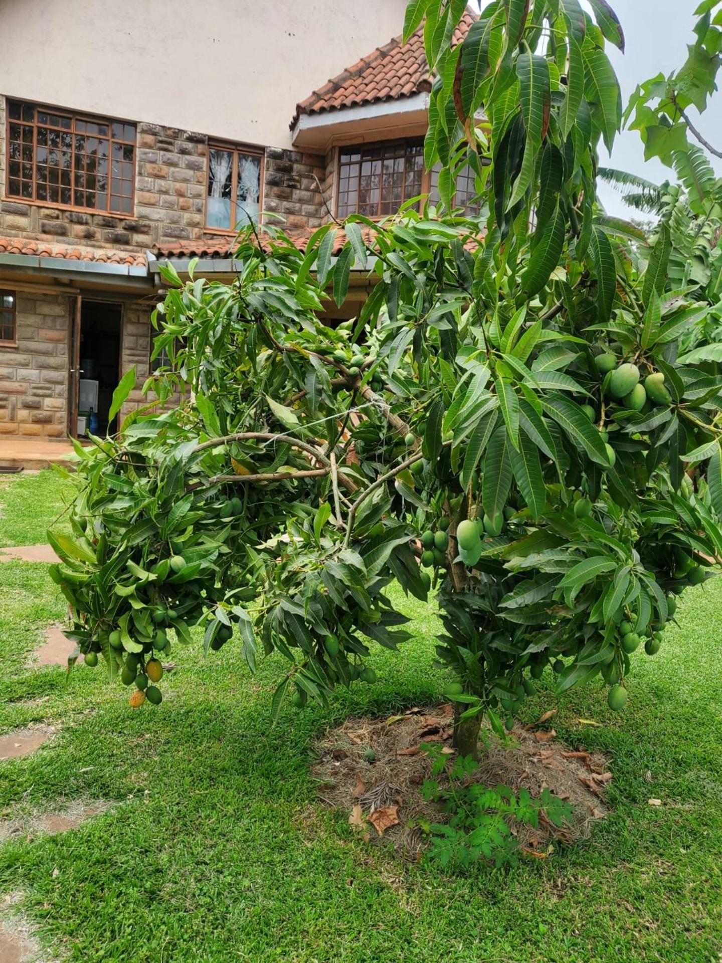 Edaala Comfort - Cottage Rooms ไนโรบี ภายนอก รูปภาพ